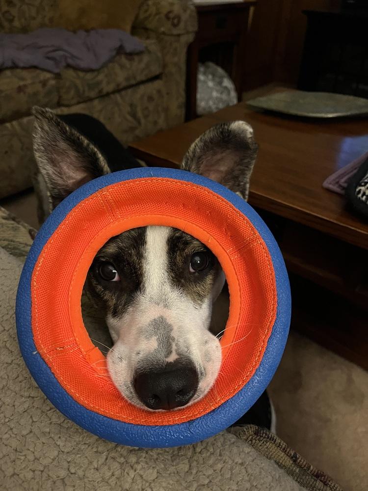 Enlarge Winnie, a Adoptable mixed breed in Youngsville, NC image 1/5