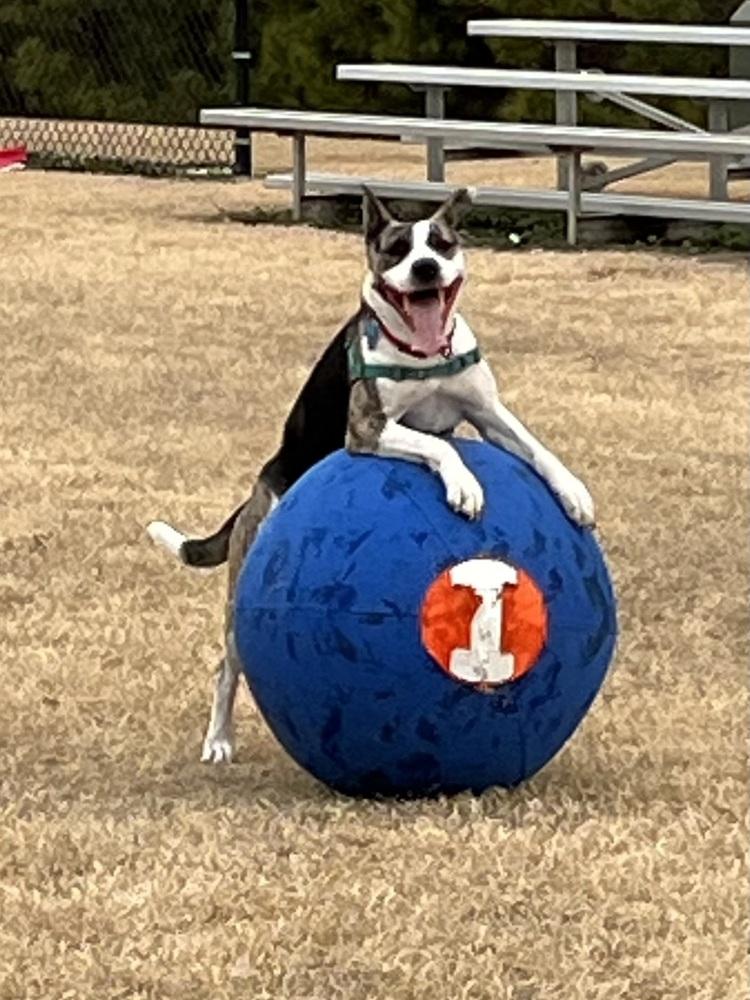 Abbie, Adoptable, Young Female Cattle Dog & Husky.