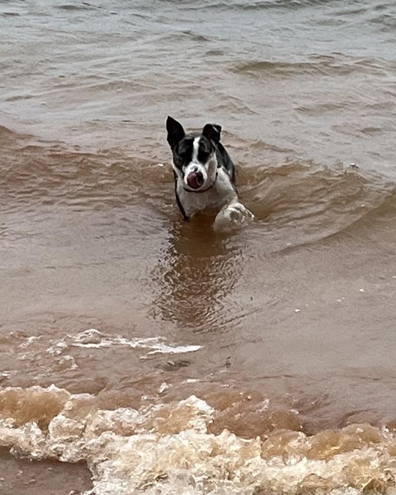 Enlarge Abbie, a Adoptable mixed breed in Youngsville, NC image 2/6
