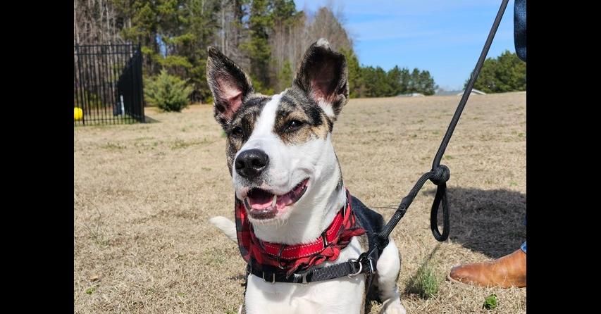 Enlarge Winnie, a Adoptable mixed breed in Youngsville, NC image 2/5