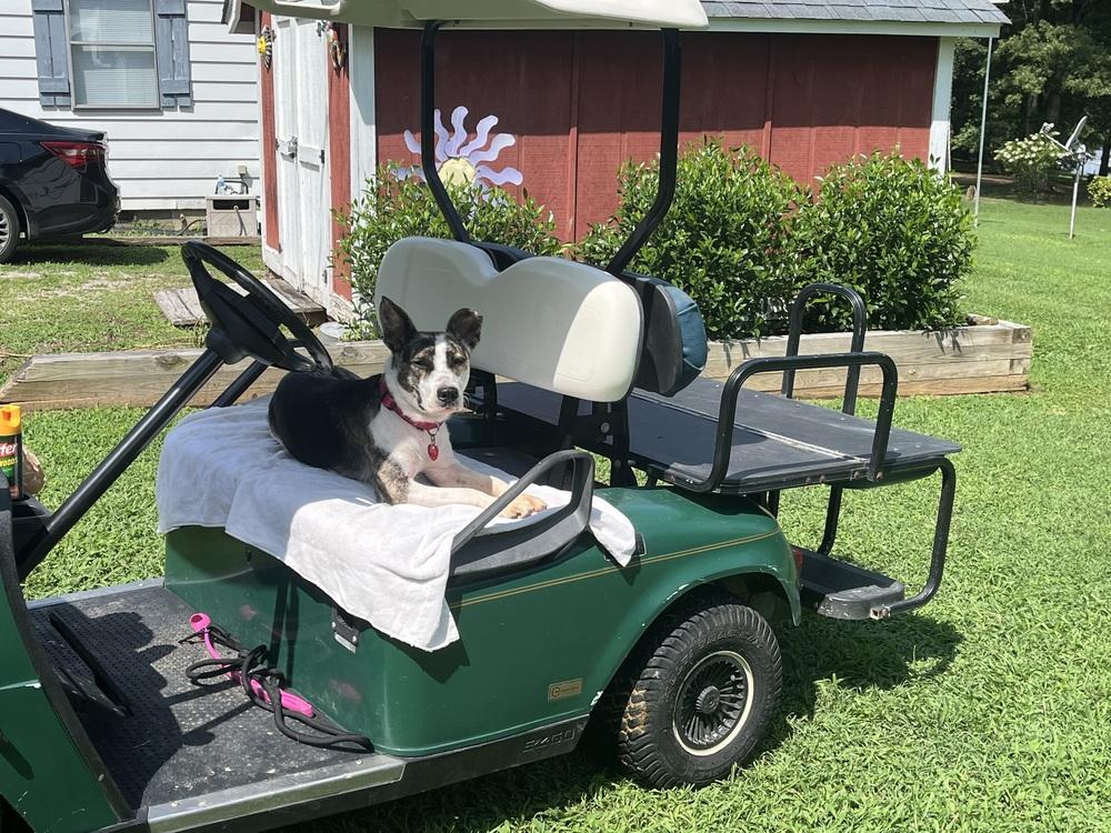 Enlarge Winnie, a Adoptable mixed breed in Youngsville, NC image 3/5