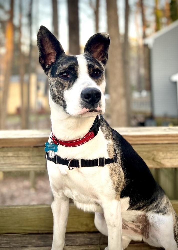 Enlarge Abbie, a Adoptable mixed breed in Youngsville, NC image 4/6
