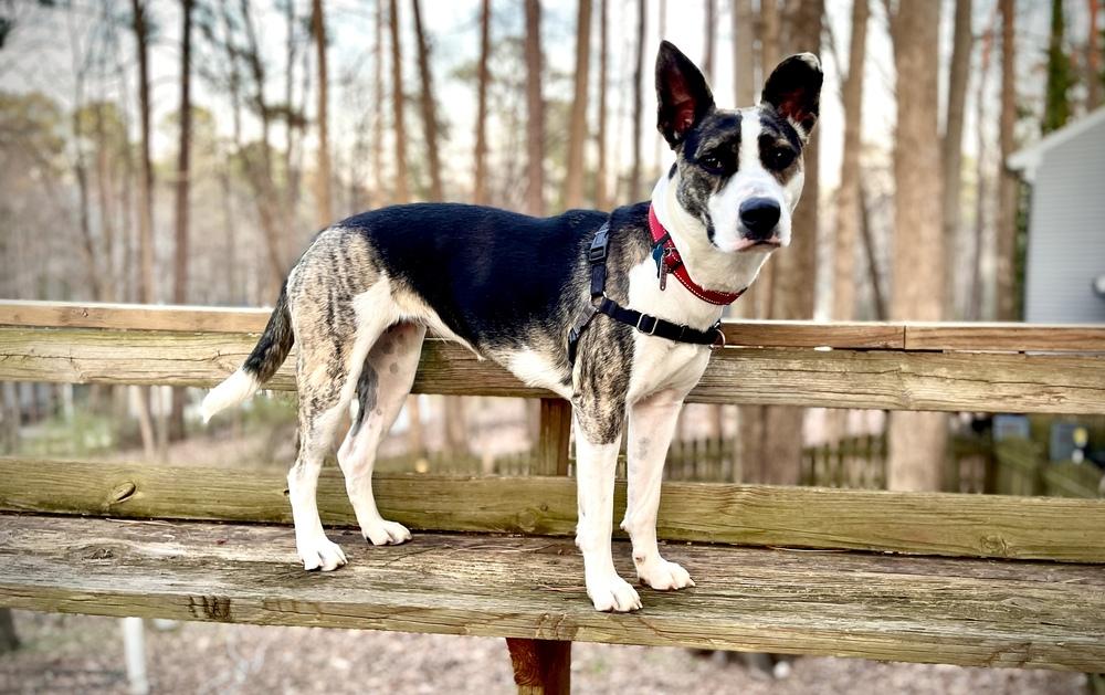 Enlarge Abbie, a Adoptable mixed breed in Youngsville, NC image 5/6