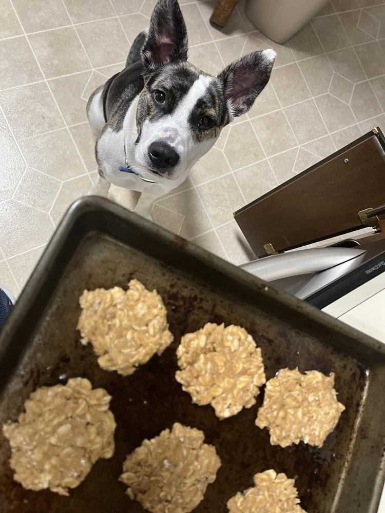 Enlarge Winnie, a Adoptable mixed breed in Youngsville, NC image 4/5