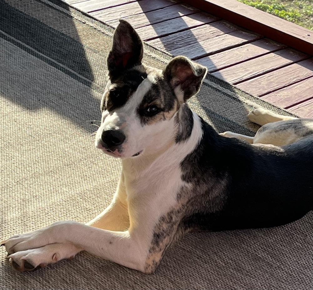 Enlarge Winnie, a Adoptable mixed breed in Youngsville, NC image 5/5