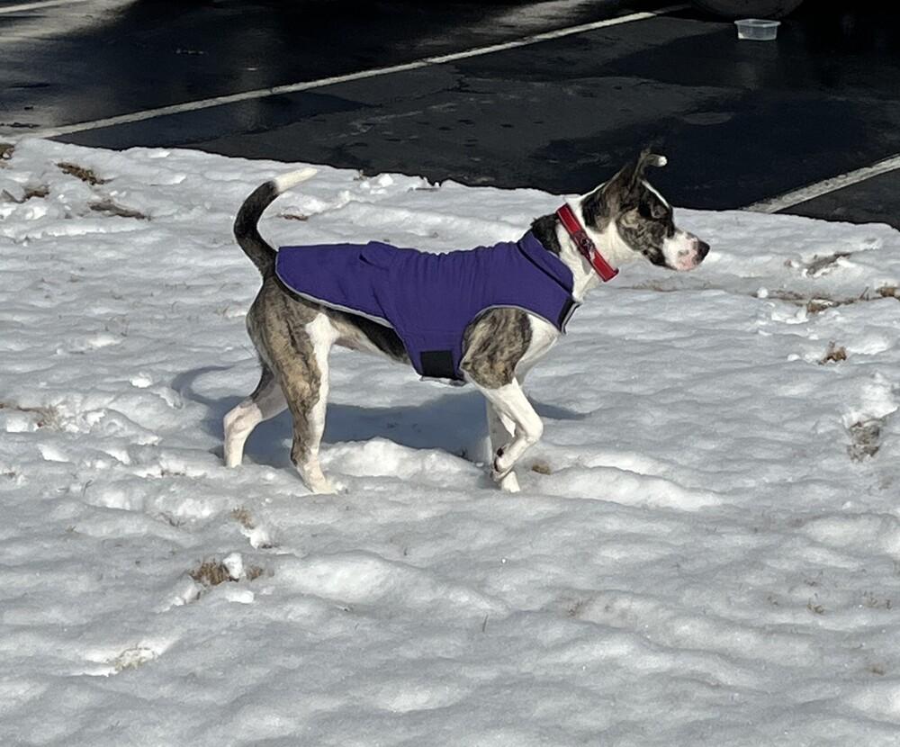 Enlarge Abbie, a Adoptable mixed breed in Youngsville, NC image 6/6