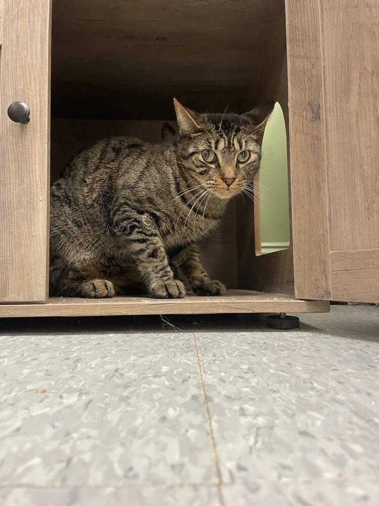 Frick, Adoptable, Young Male Domestic Short Hair & Domestic Short Hair.