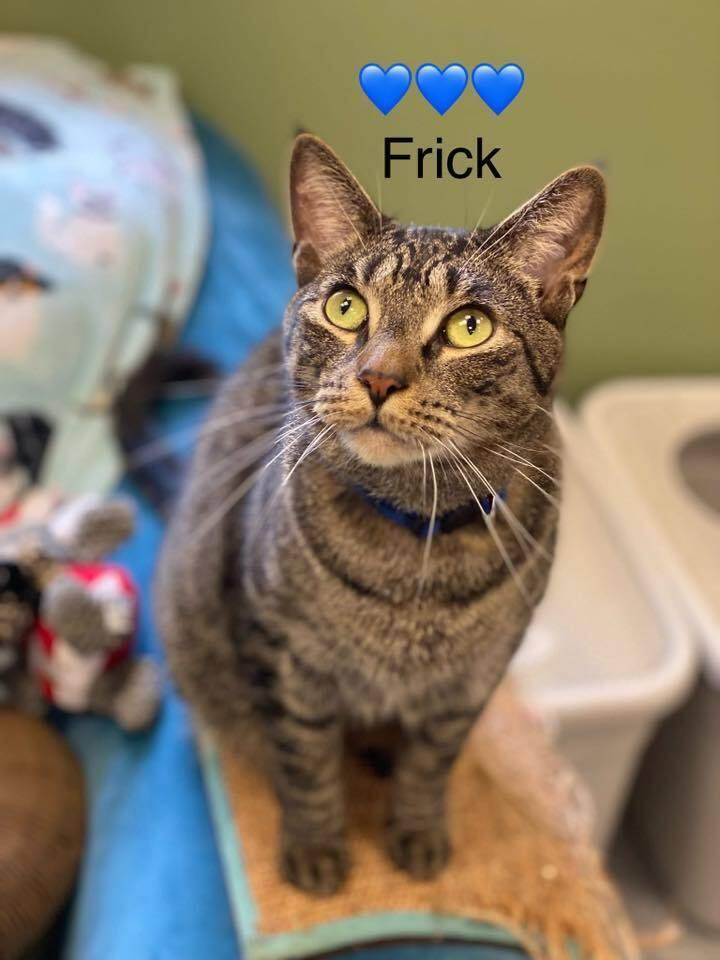 Enlarge Frick, a Adoptable mixed breed in Greene, NY image 2/2