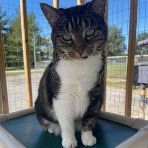 Enlarge Minnie, a Adoptable Domestic Short Hair in Centralia, IL image 1/2