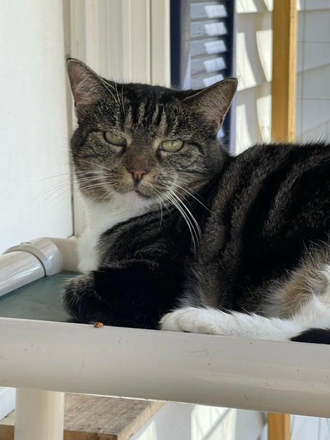 Enlarge Minnie, a Adoptable Domestic Short Hair in Centralia, IL image 2/2