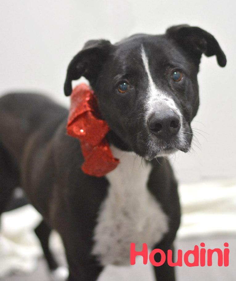 Houdini, Adoptable, Senior Male Labrador Retriever & Australian Cattle Dog / Blue Heeler.