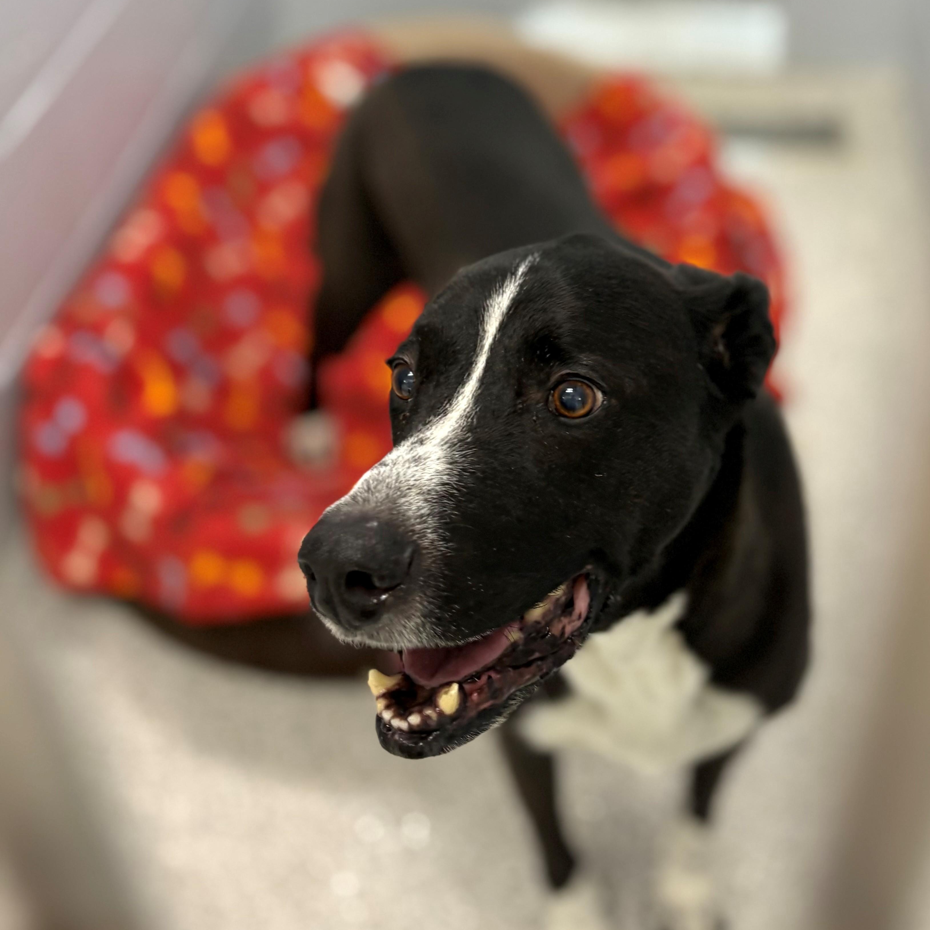 Houdini, an adoptable Labrador Retriever, Australian Cattle Dog / Blue Heeler in Lake Havasu City, AZ, 86406 | Photo Image 1