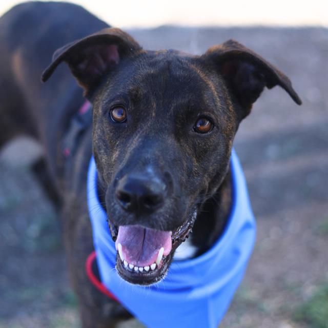 LUCKY, Adoptable, Young Male Labrador Retriever.