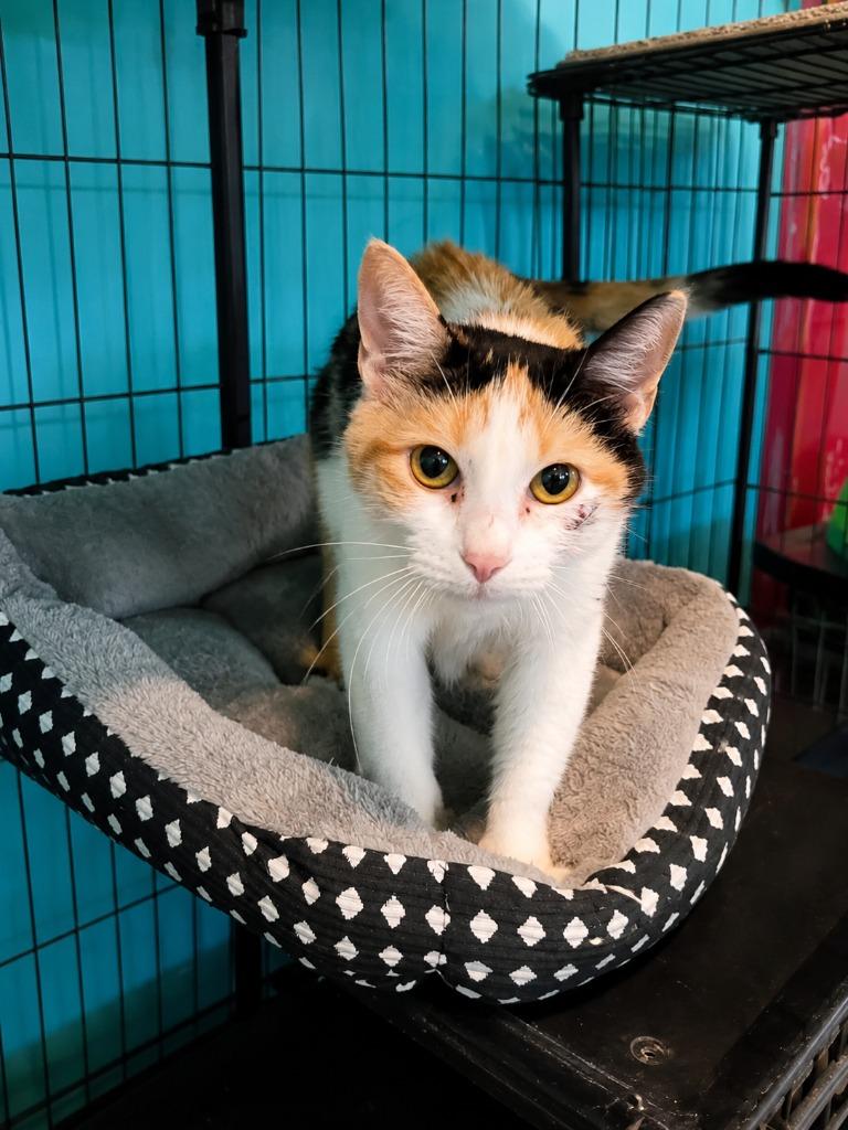 Liberty, Adoptable, Young Female Domestic Short Hair.