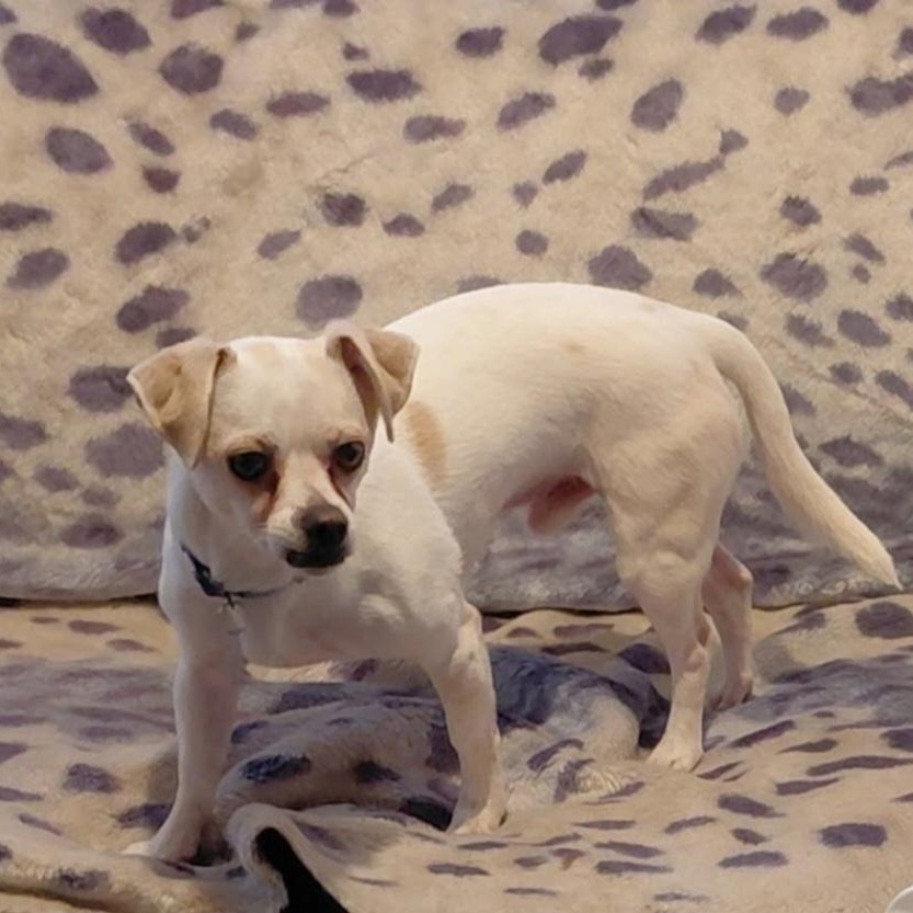 Enlarge Drake, a Adoptable mixed breed in Spanaway, WA image 1/6