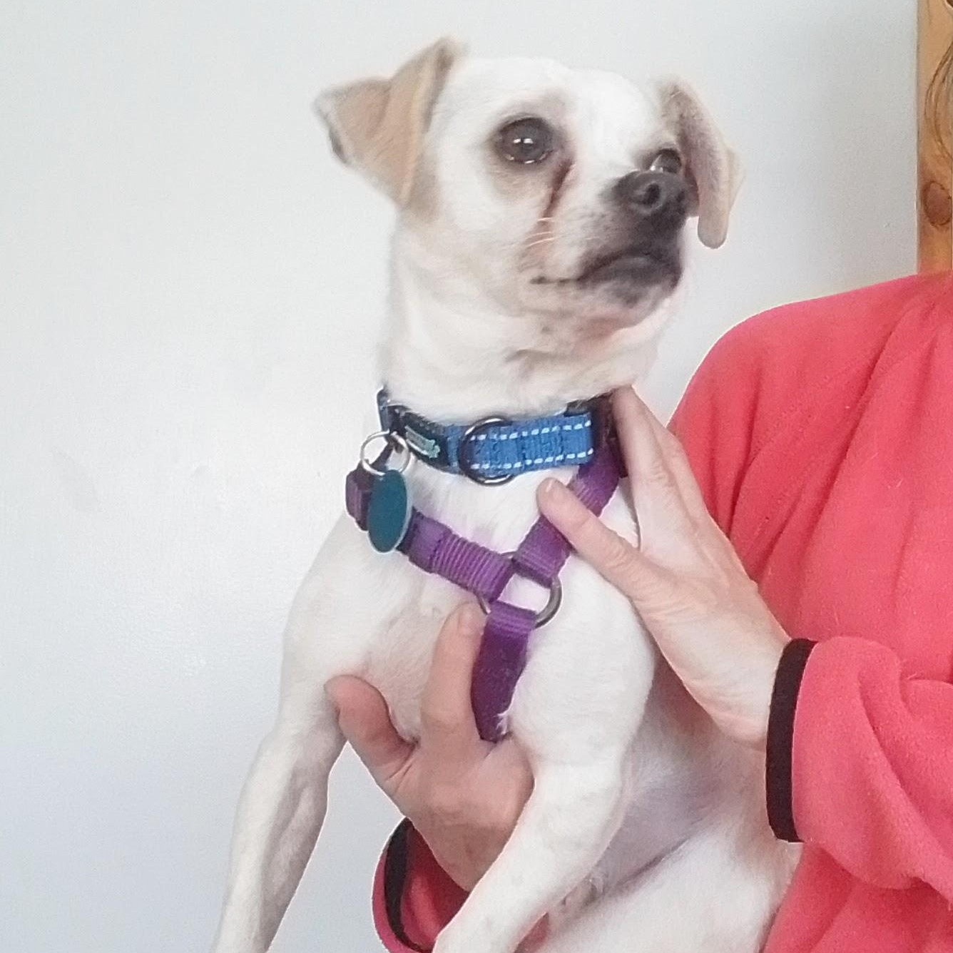 Enlarge Drake, a Adoptable mixed breed in Spanaway, WA image 6/6