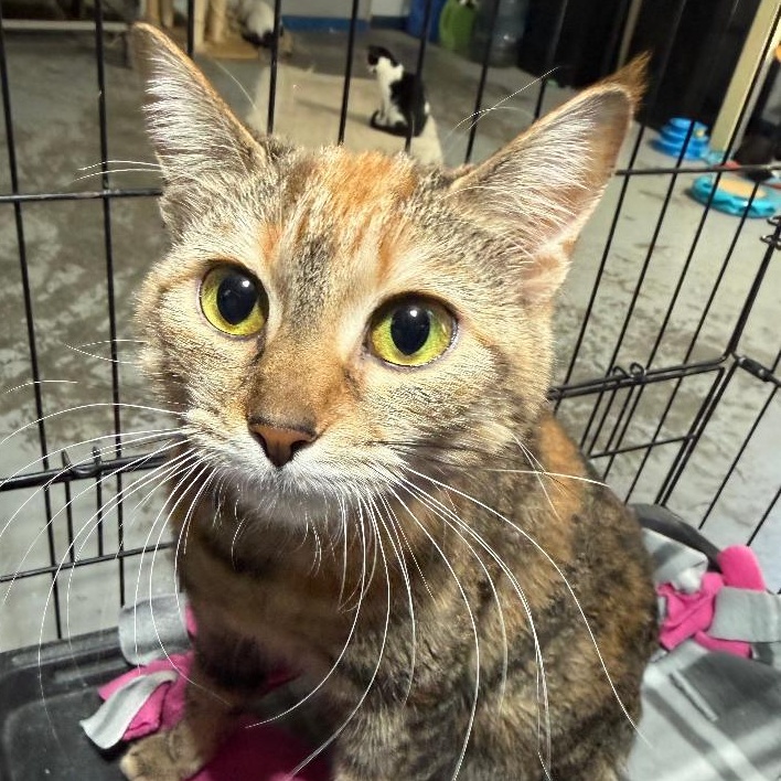 MARLA, ADOPTABLE, Adult Female Domestic Short Hair.