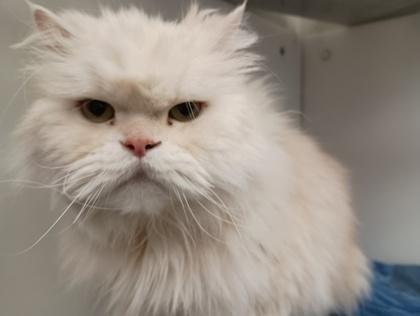 Benny, Adoptable, Adult Male Persian & Domestic Short Hair.
