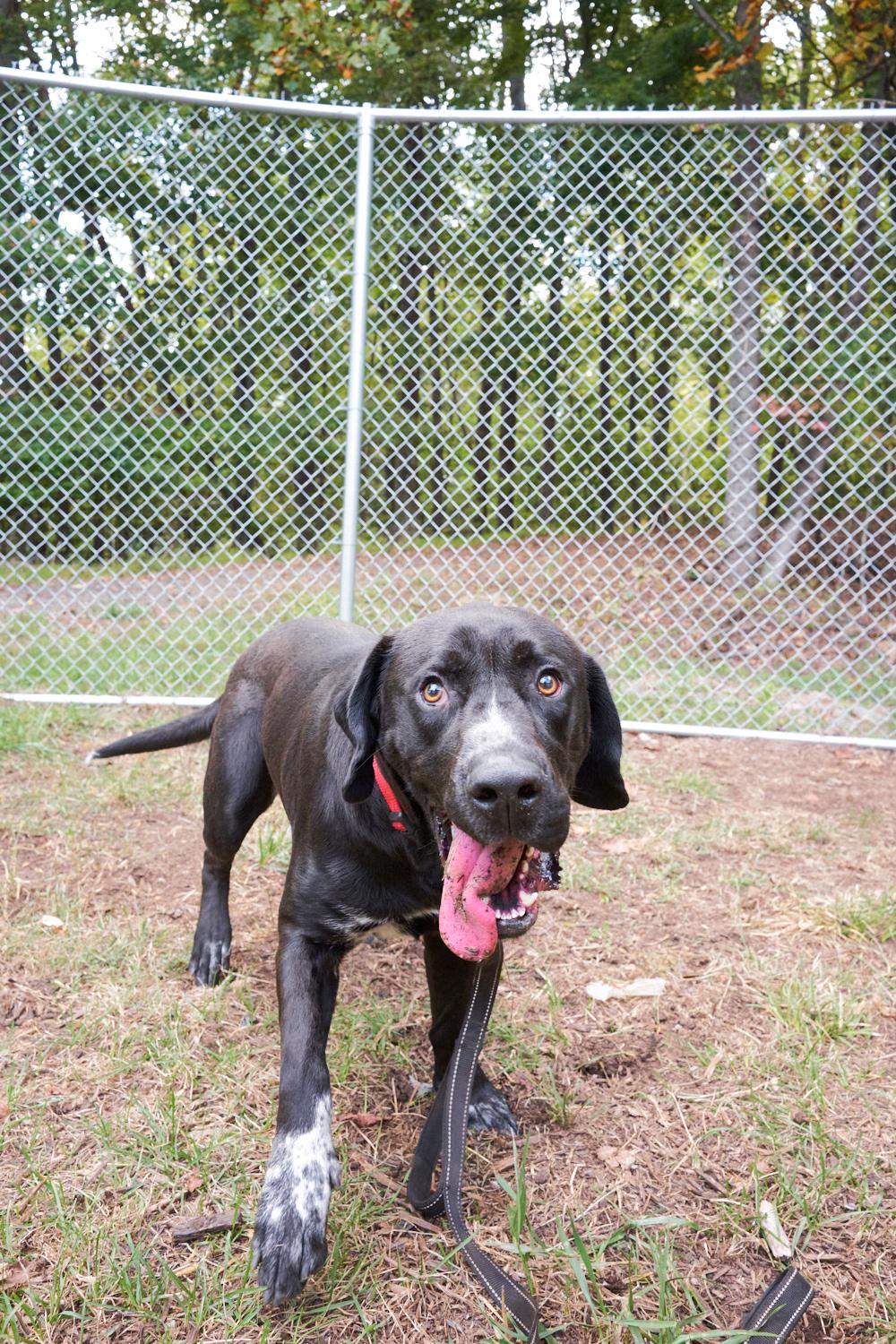 Teddy, Adopted, Young Male Labrador Retriever.