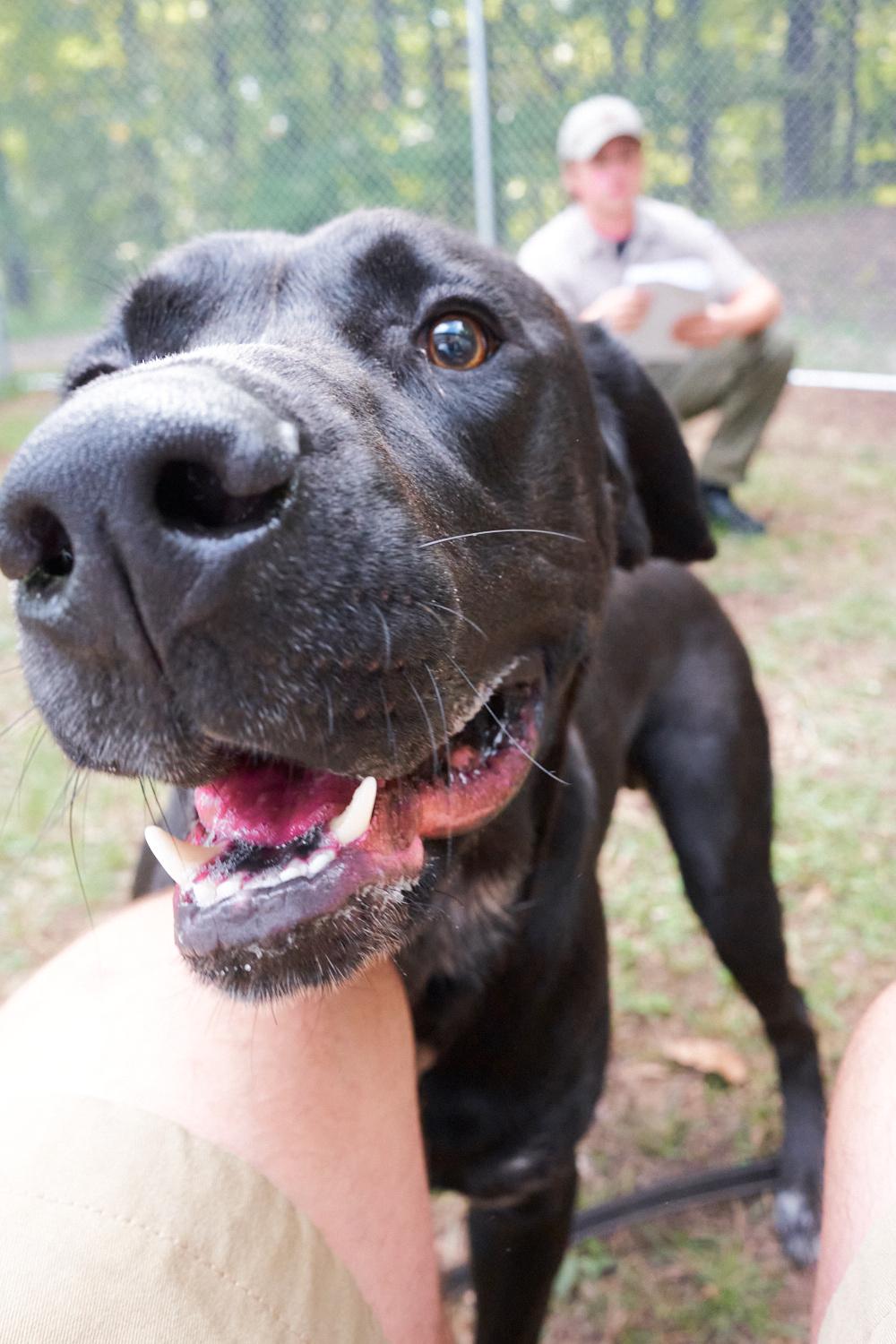 Enlarge Teddy, a Adopted mixed breed in Floyd, VA image 6/6