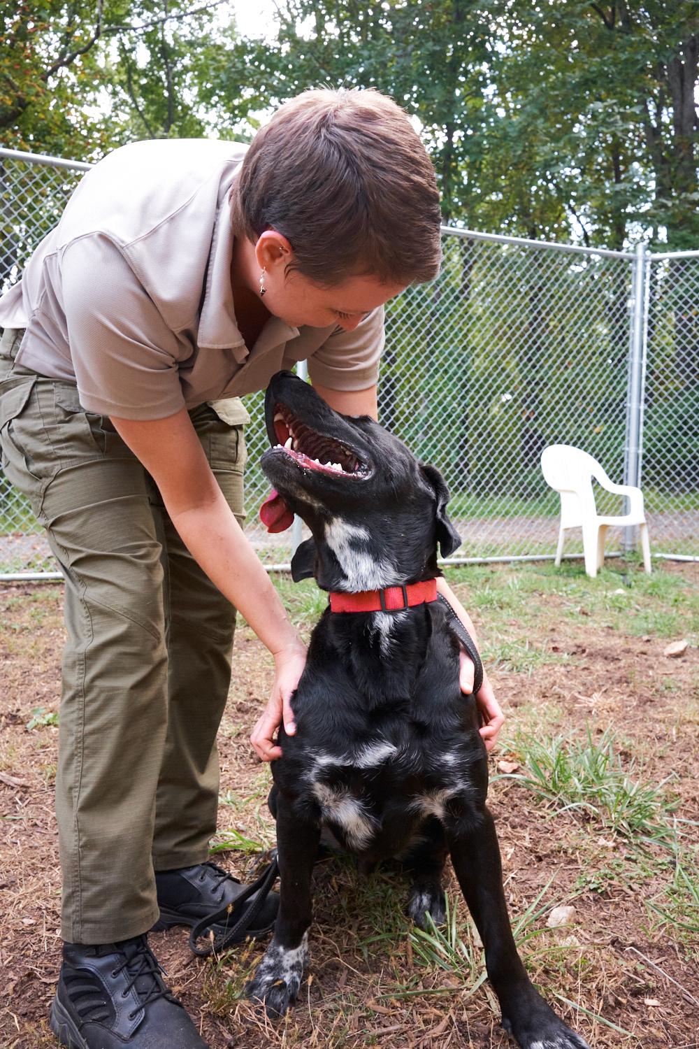 Enlarge Teddy, a Adopted mixed breed in Floyd, VA image 3/6