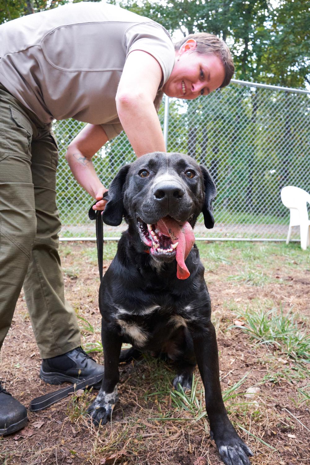 Enlarge Teddy, a Adopted mixed breed in Floyd, VA image 2/6