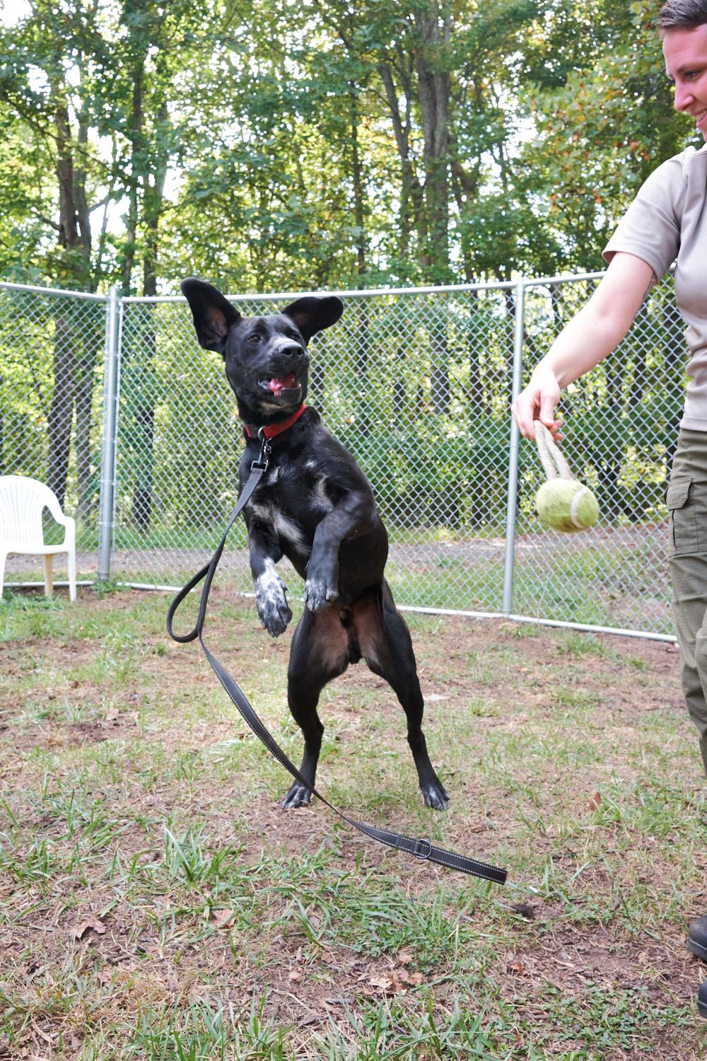 Enlarge Teddy, a Adopted mixed breed in Floyd, VA image 4/6