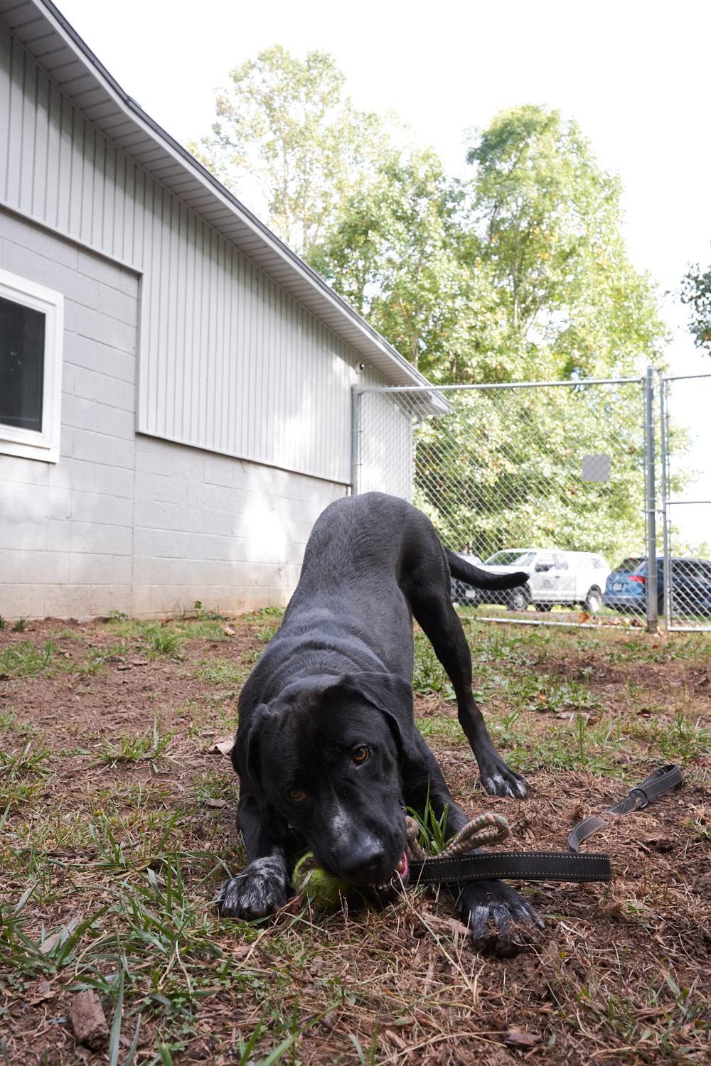 Enlarge Teddy, a Adopted mixed breed in Floyd, VA image 5/6