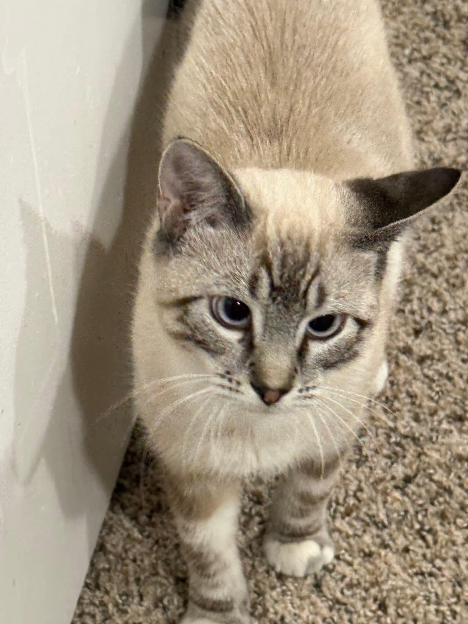 Enlarge Sal, an adopted mixed breed in Sioux City, IA image 2/6