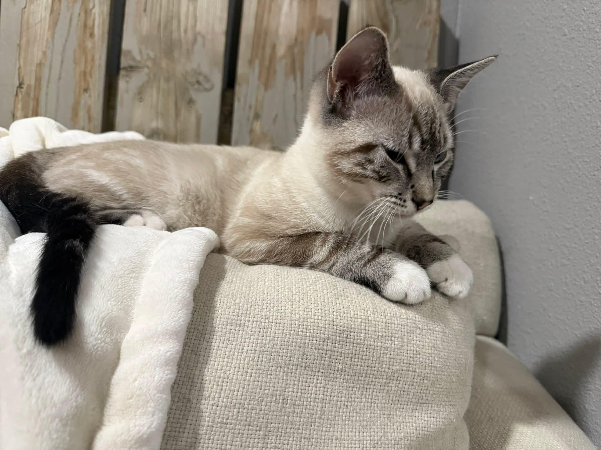 Enlarge Sal, an adopted mixed breed in Sioux City, IA image 4/6