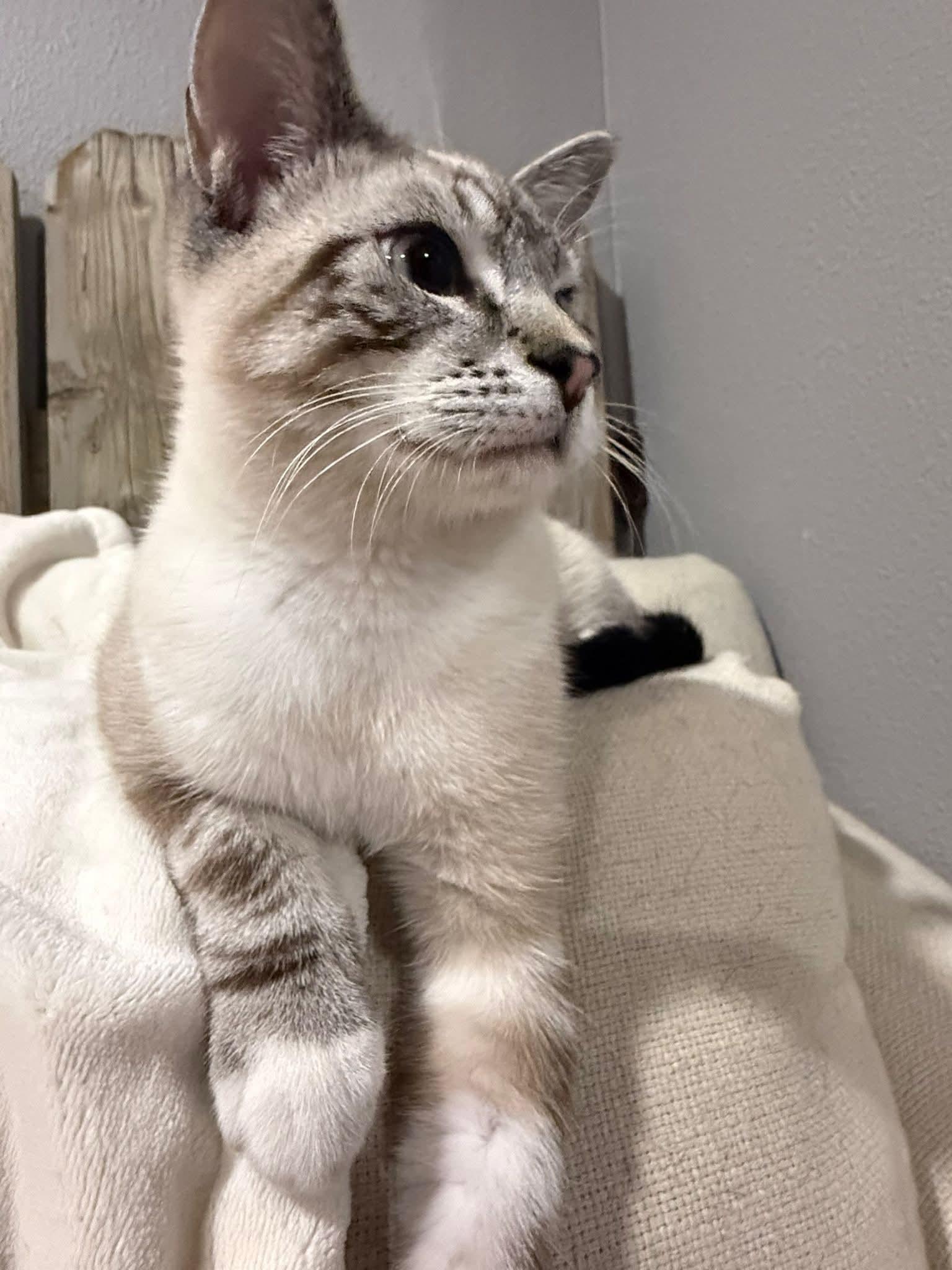 Enlarge Sal, an adopted mixed breed in Sioux City, IA image 1/6