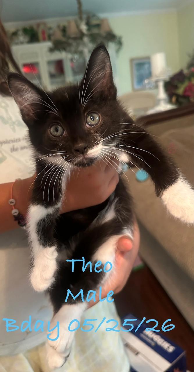 Theo, Adoptable, Kitten Male Domestic Short Hair.