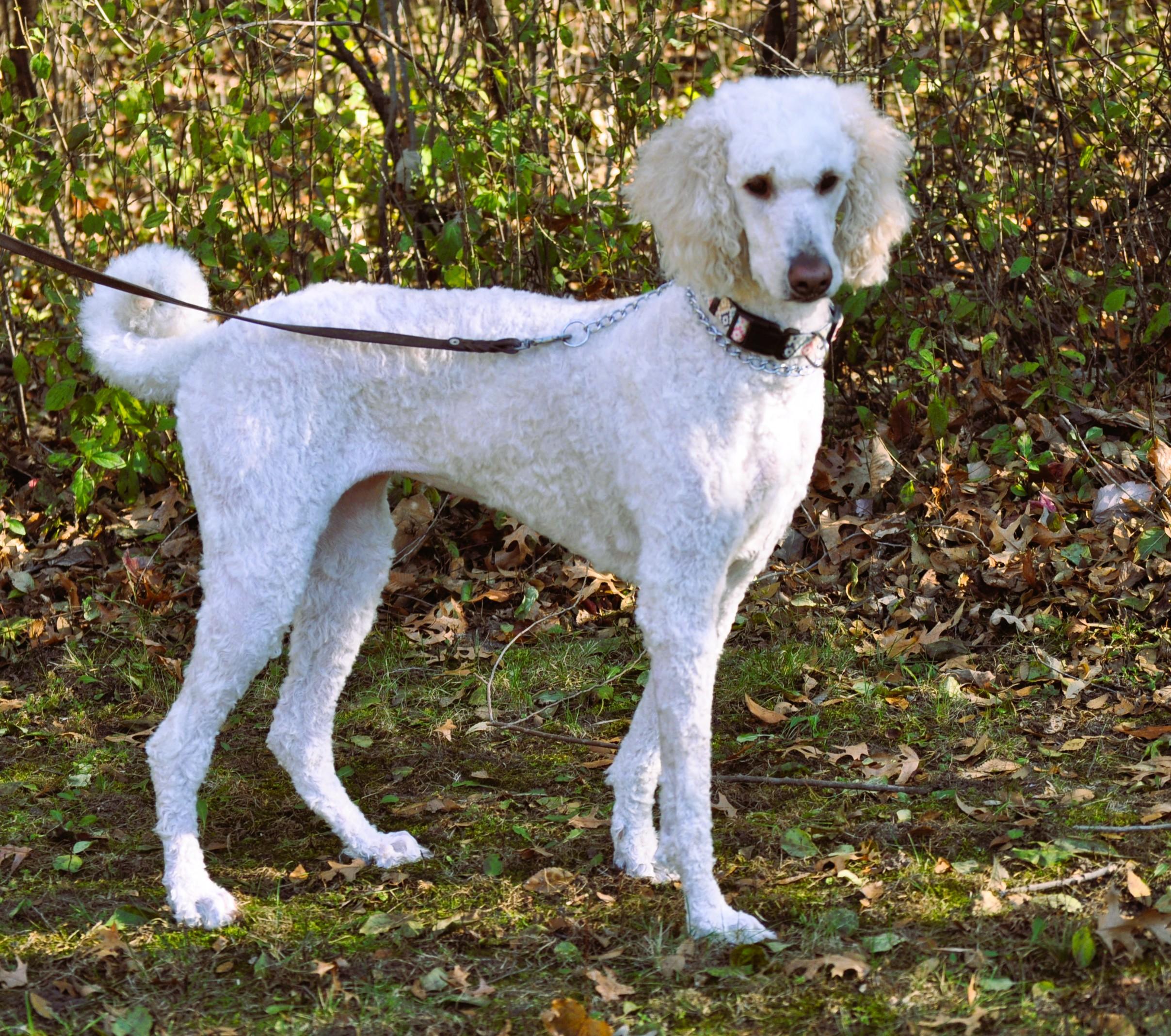 MILLIE, an adopted mixed breed in Elk River, MN image 2/6