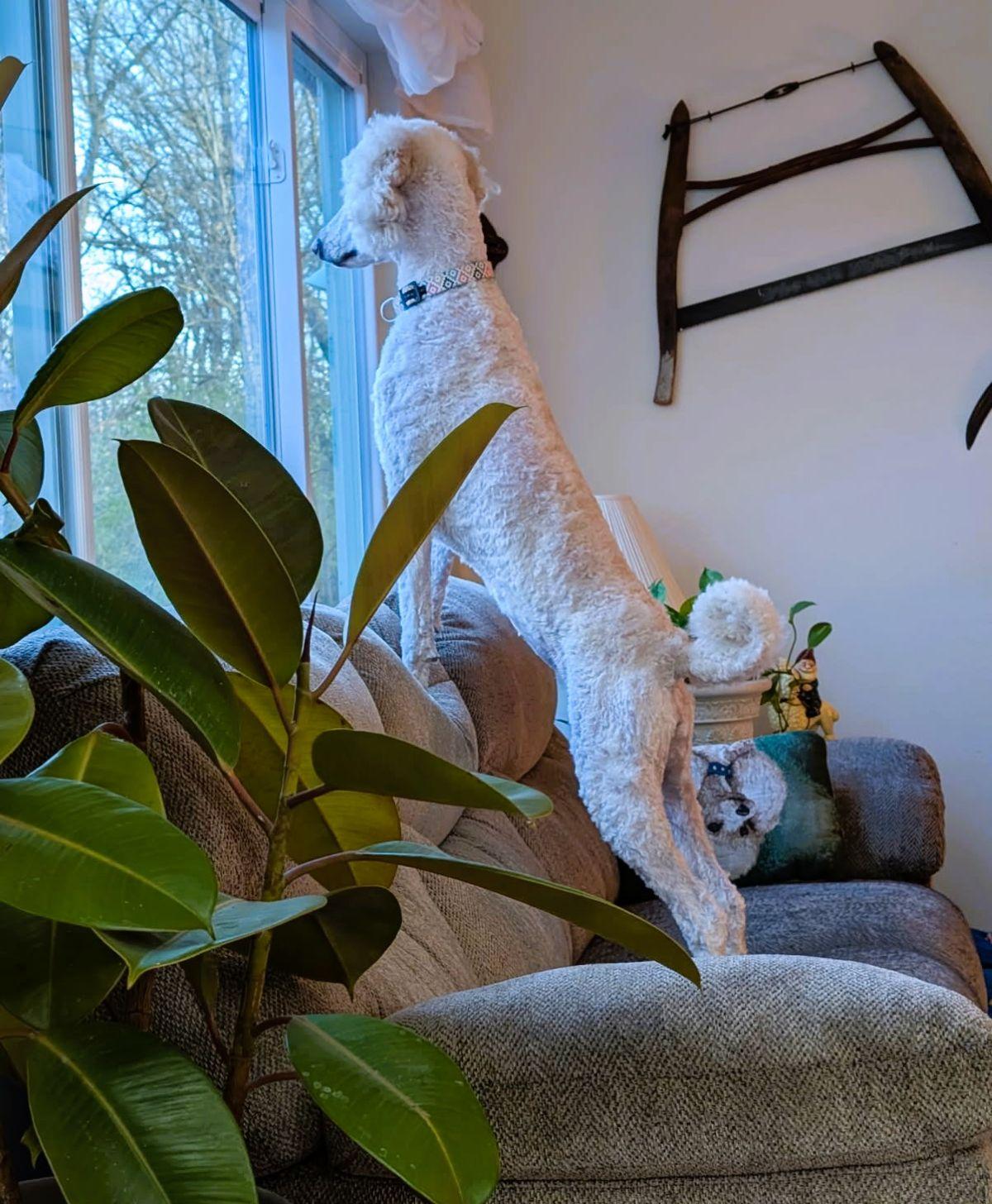 MILLIE, an adopted mixed breed in Elk River, MN image 4/6