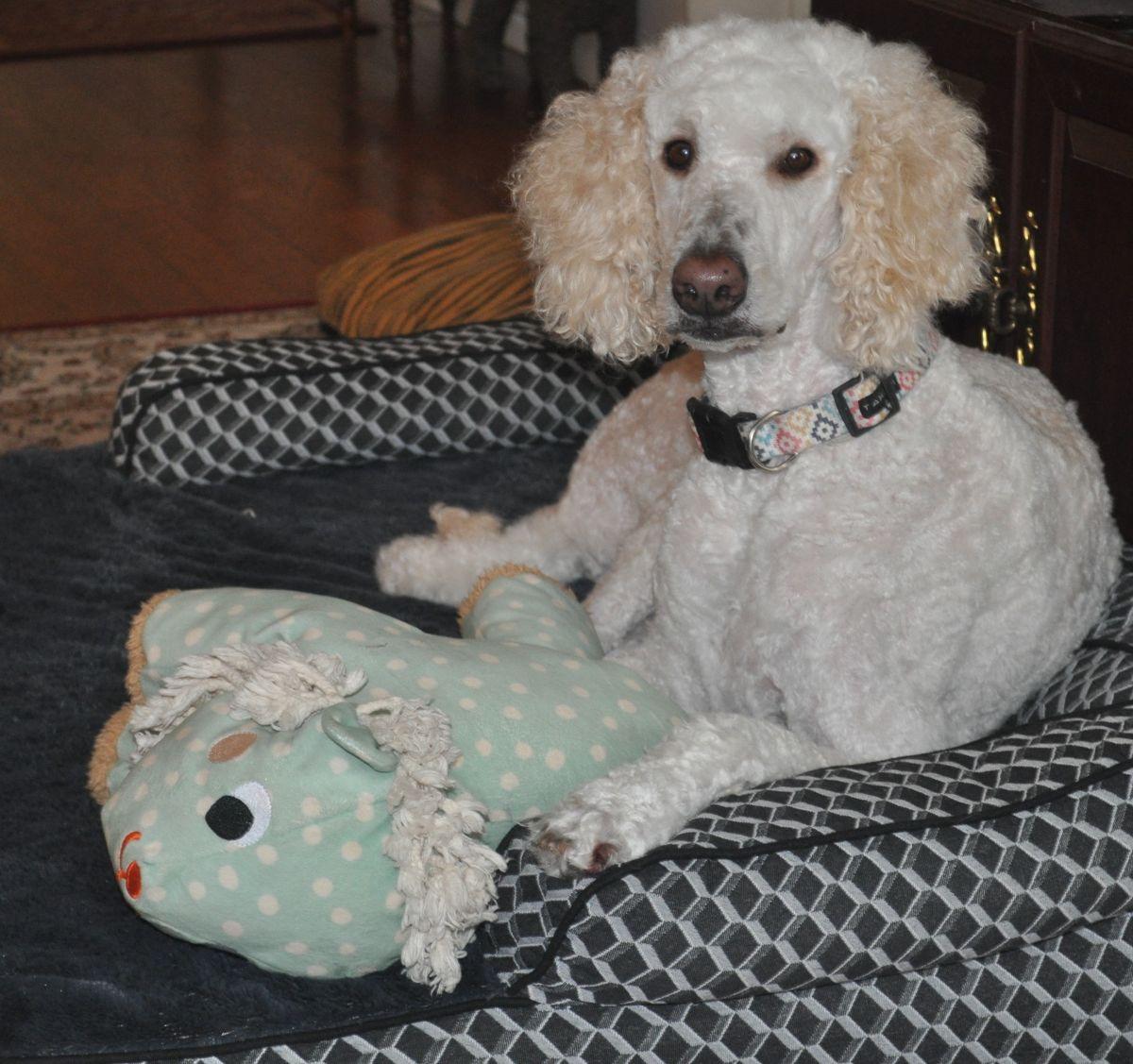 MILLIE, an adopted mixed breed in Elk River, MN image 3/6