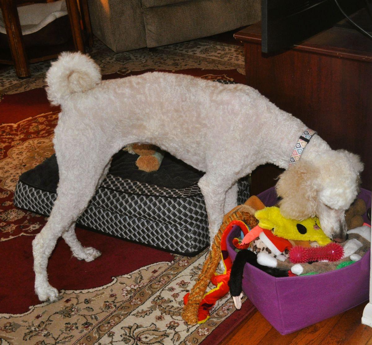 MILLIE, an adopted mixed breed in Elk River, MN image 5/6