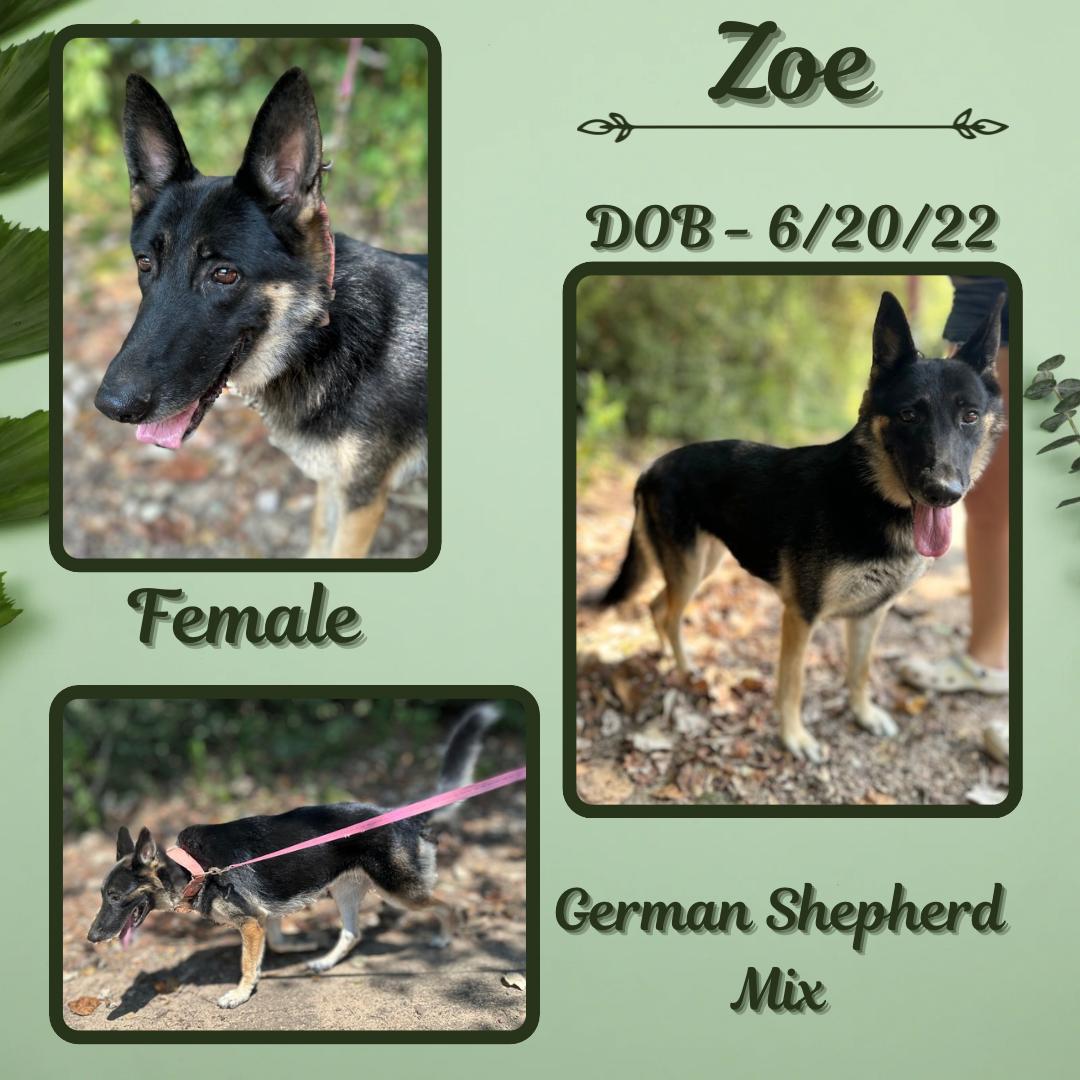 Dog for adoption Zoe, a German Shepherd Dog Mix in Downers Grove, IL
