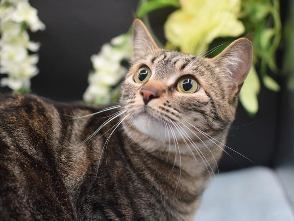 Violet — thumbnail 2