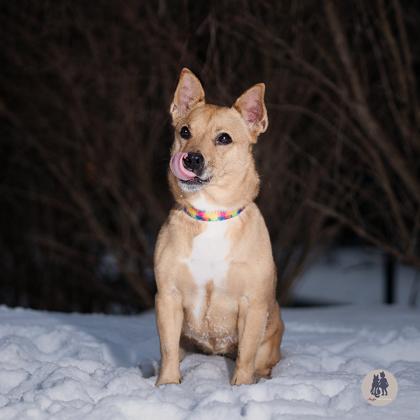 Parker Posey, Adoptable, Adult Female Cardigan Welsh Corgi & Mixed Breed.