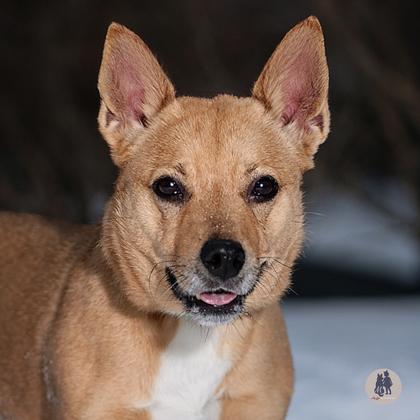 Enlarge Parker Posey, a Adoptable mixed breed in Ann Arbor, MI image 2/3