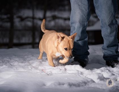 Enlarge Parker Posey, a Adoptable mixed breed in Ann Arbor, MI image 3/3