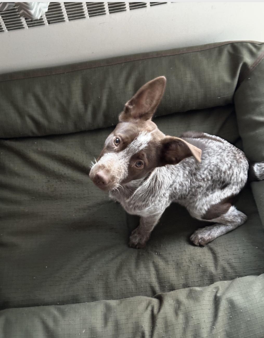 Lilah, ADOPTABLE, Young Female Australian Cattle Dog / Blue Heeler & Australian Shepherd.
