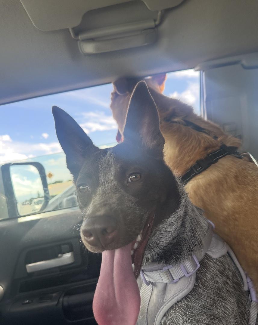 Lilah, a ADOPTABLE mixed breed in Loveland, CO image 4/6