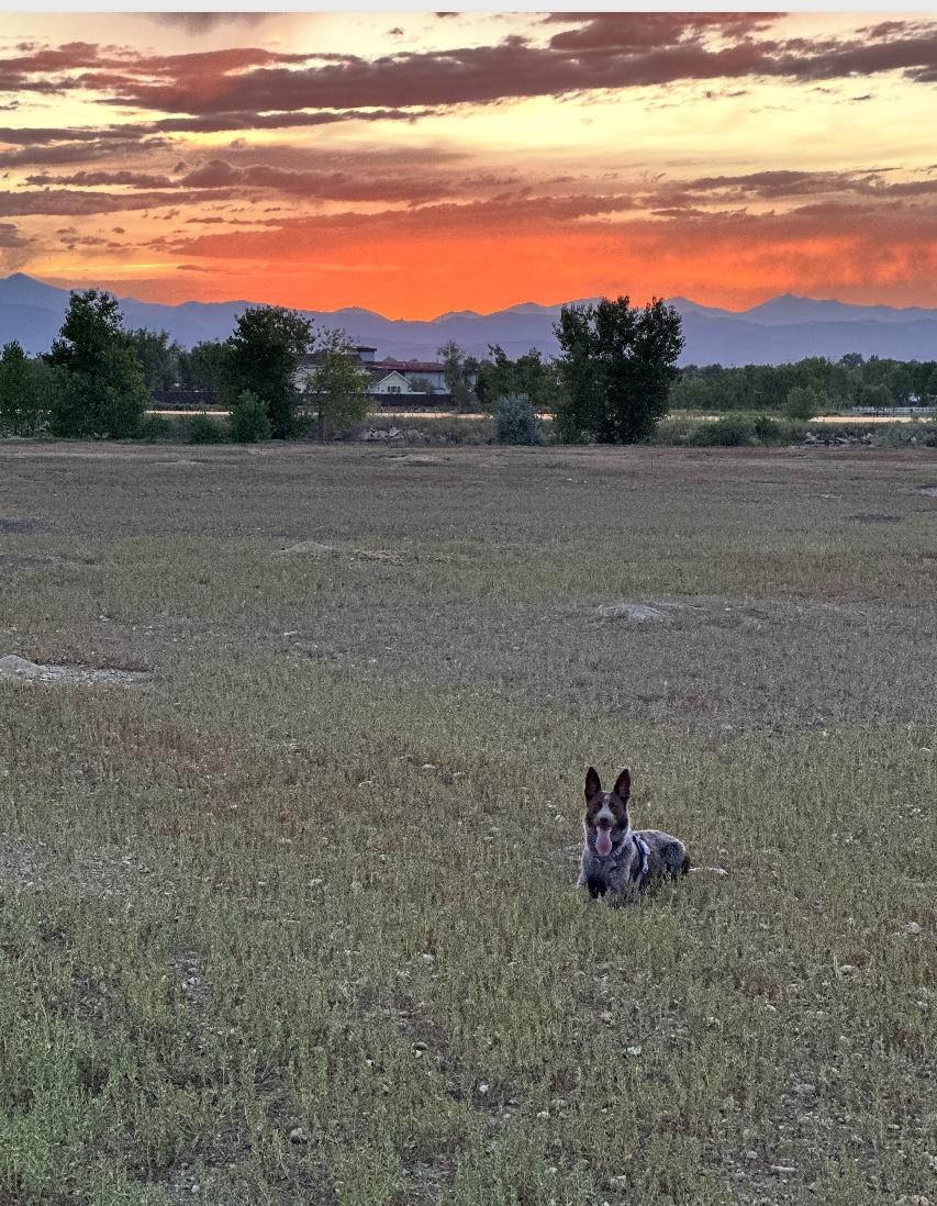Lilah, a ADOPTABLE mixed breed in Loveland, CO image 6/6