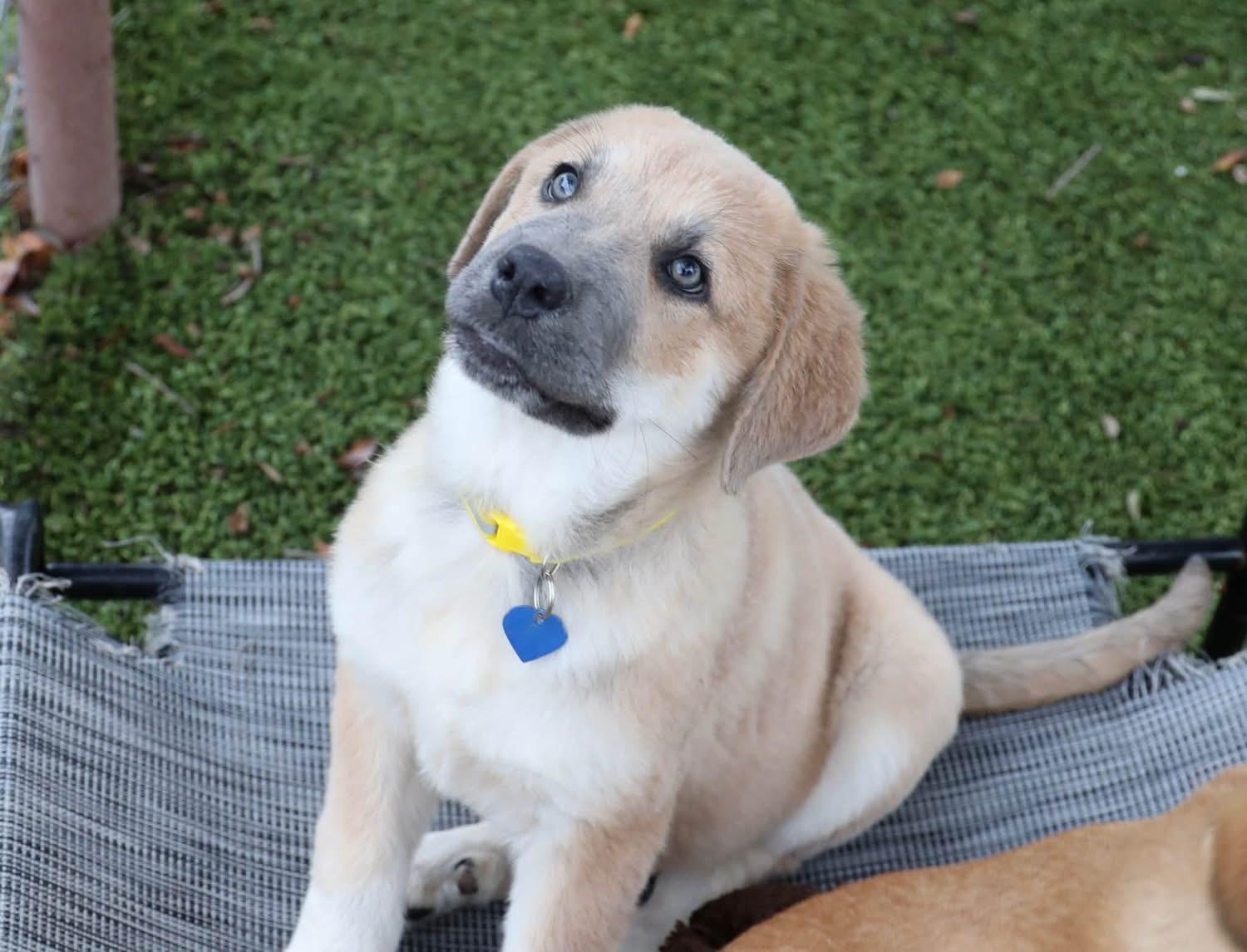 Enlarge April, a Adopted mixed breed in Southlake, TX image 3/5