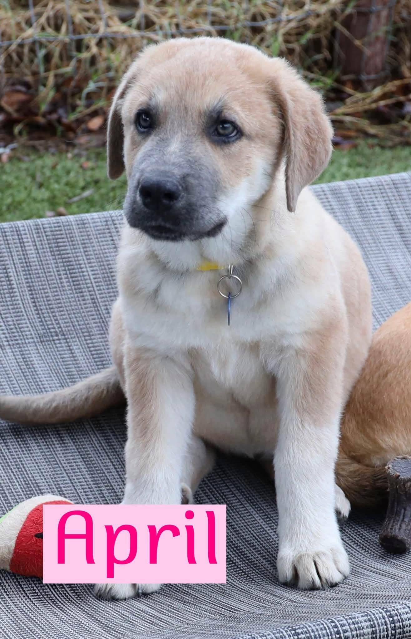 April, Adoptable, Puppy Female Hound.