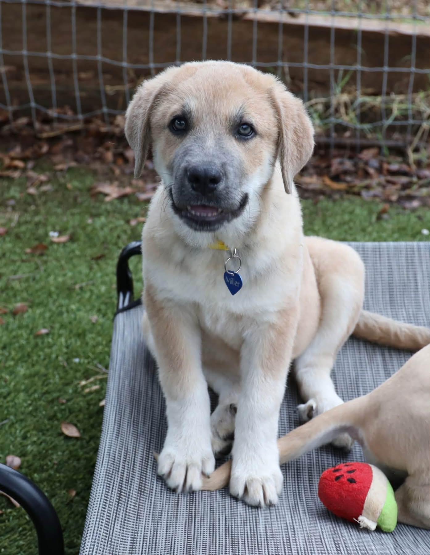Enlarge April, a Adopted mixed breed in Southlake, TX image 2/5