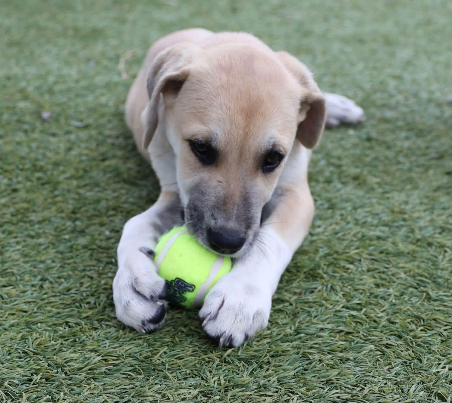 Enlarge April, a Adopted mixed breed in Southlake, TX image 5/5