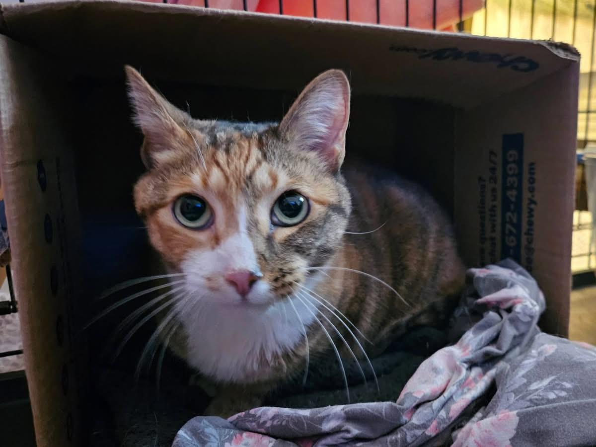 Patches, ADOPTABLE, Adult Female Calico.