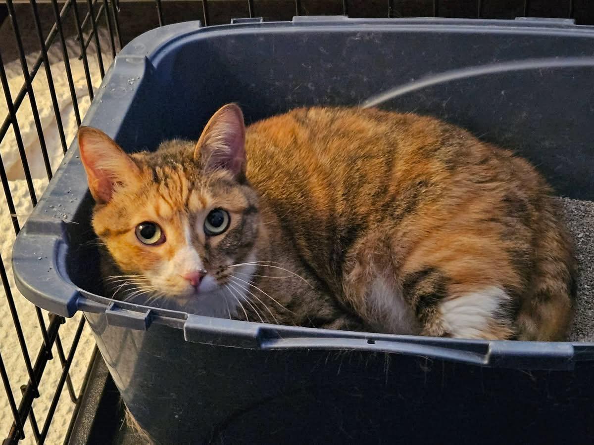 Patches, a ADOPTABLE Calico in Avondale, PA image 3/4